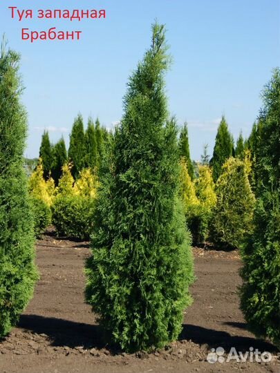 Саженцы Туи западной