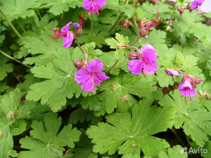 Растения для Вашего сада