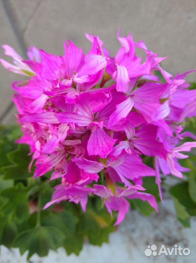 Герань пеларгония