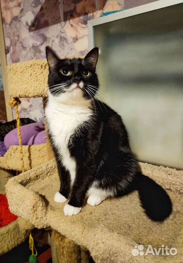 Кошка Василиса в добрые ручки