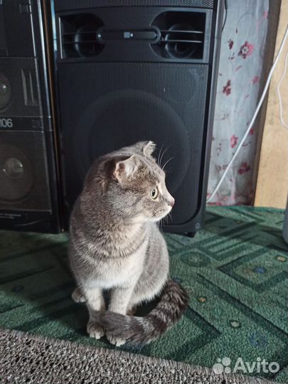 Вислоухая кошка бесплатно