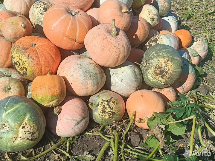 Тыква кормовая