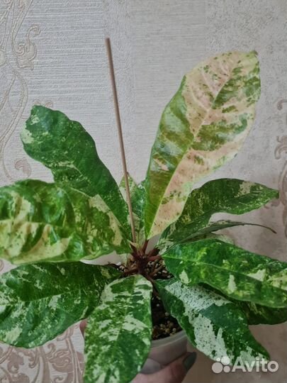 Фикус Фикус Альтиссима botryocarpa (ботриокарпа)