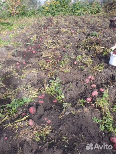 Картофель семенной