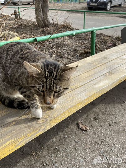 Кот в добрые руки