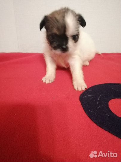 Щенки ши-тцу мини