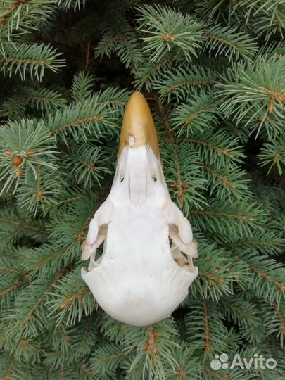 Череп птицы