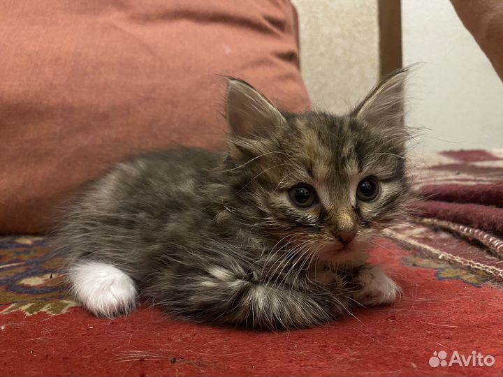 Потомстенные дворяне в добрые руки