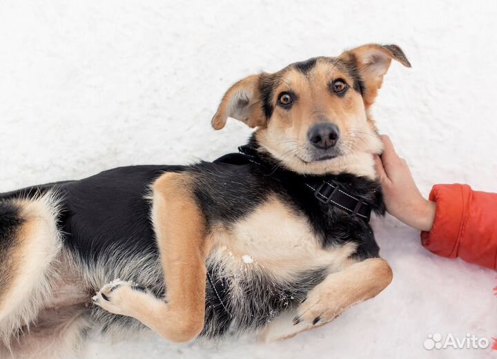 Небольшая собака ищет хозяина