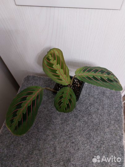 Маранта триколор