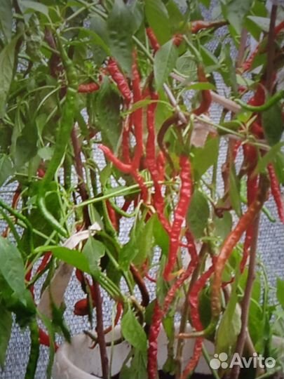 Семена острых горшочных перцев.10с-40р