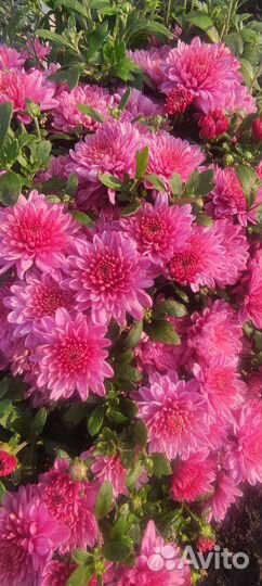 Хризантема мультифлора и корейская