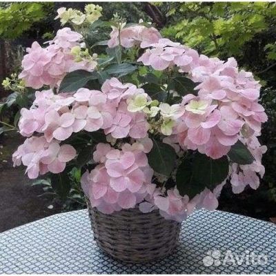 Ампельная гортензия