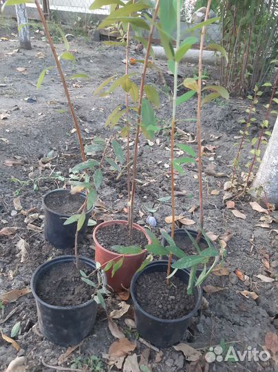 Спирея иволистная