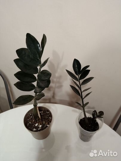 Замиокулькас черный.Равен