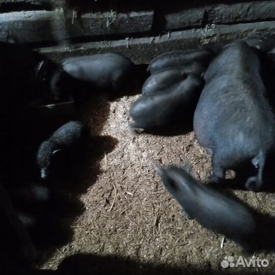 Вьетнамские поросята