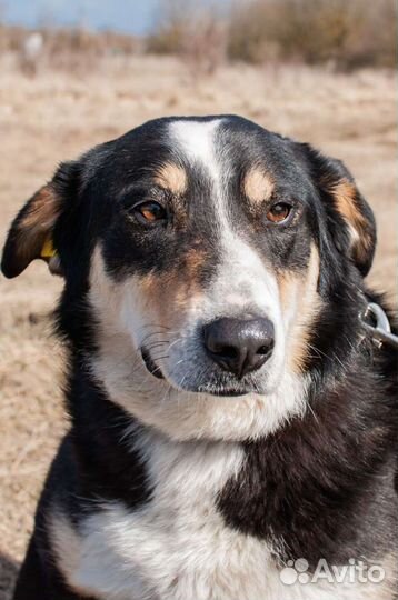 Собака из приюта в добрые руки бесплатно
