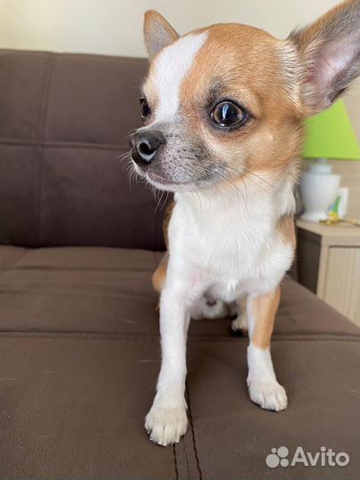 Кобель. Вязка чихуахуа