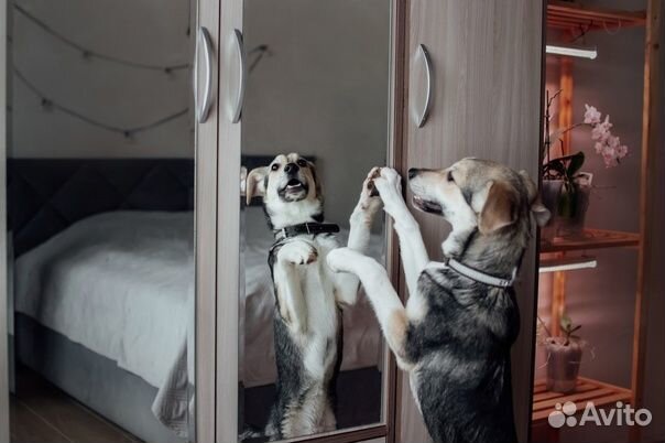 Щенок-девочка Пыжа