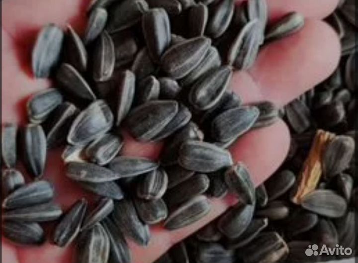 Семечки подсолнечника для птиц
