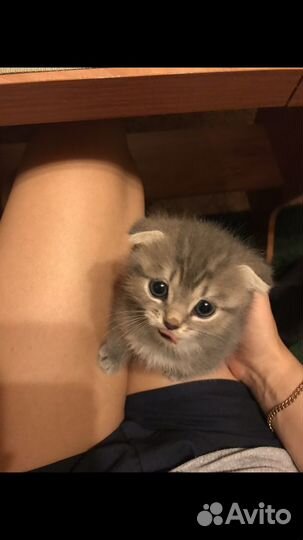 Передержка животных