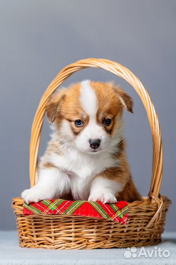 Щенки коржики