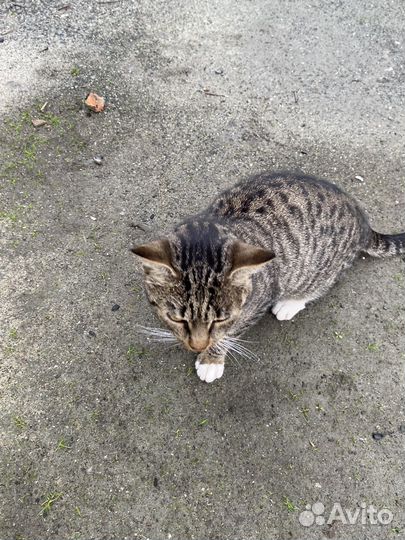 Молодой котик