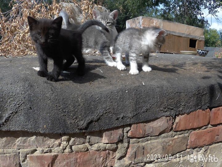 Котята в добрые руки