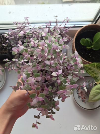 Коллизия Пинк Леди