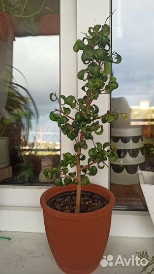 Олеандр белый и розовый,фикус Барок, Сцинд Неон