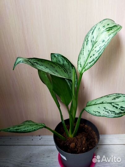 Аглаонема Сильвер Квин