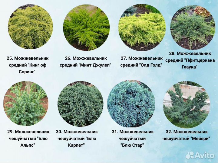 Хвойные саженцы туя, можжeвельник, кипapиcовник