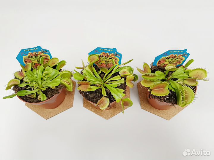 Дионея Мухоловка