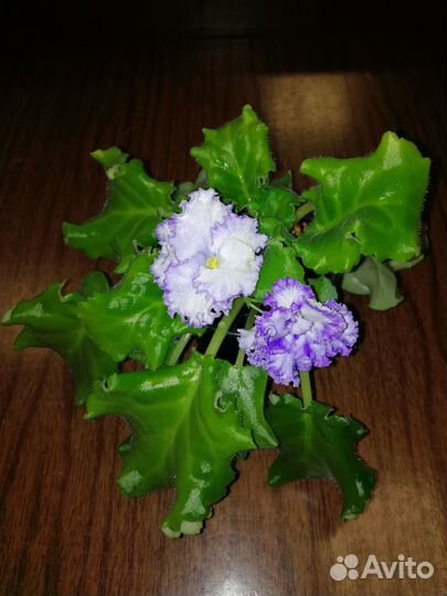 Фиалка цветущая