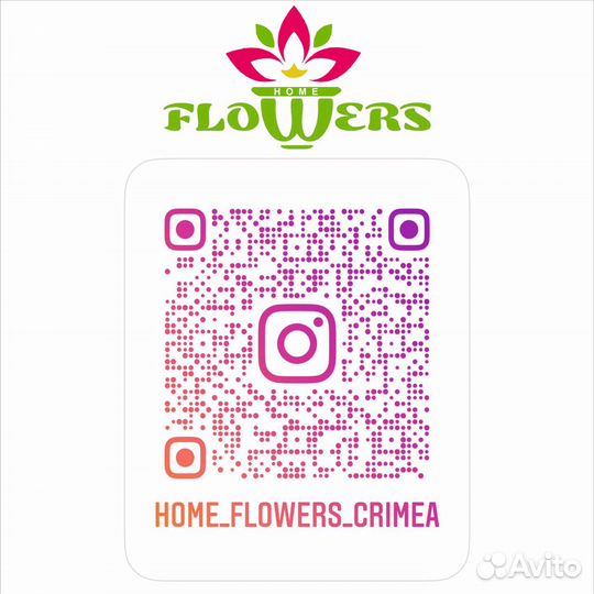 Орхидея фаленопсис на 2 цветоноса