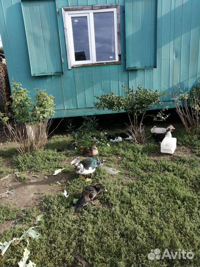 Продажа индоуток