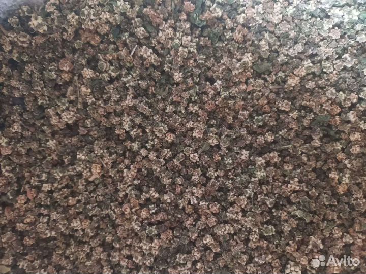 Семена кормовой свеклы