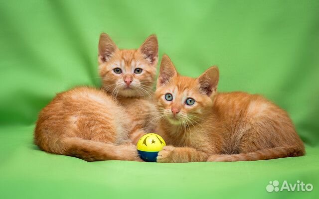 Чудесные Рыжие котята Руби и Лео - 2 мес. в дар