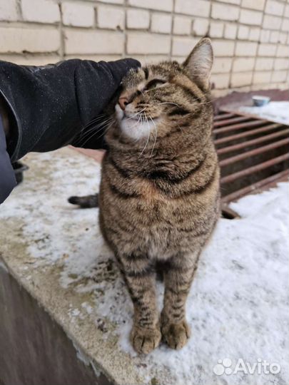 Кошка в дар