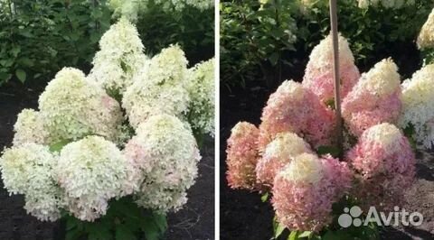 Гортензия роял флауэр