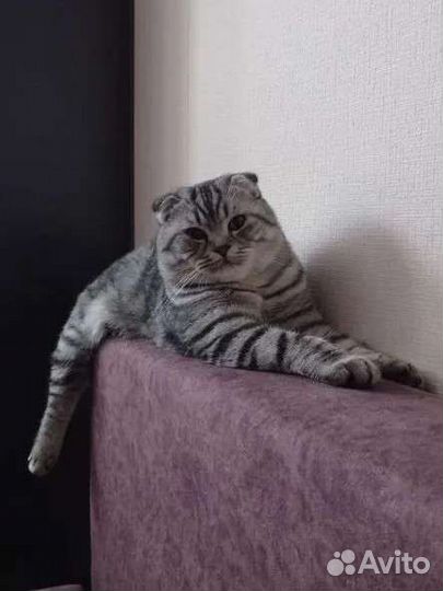 Вязка шотландский котик