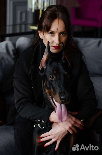 Доберман для фотосессии