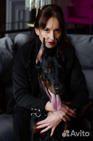 Доберман для фотосессии