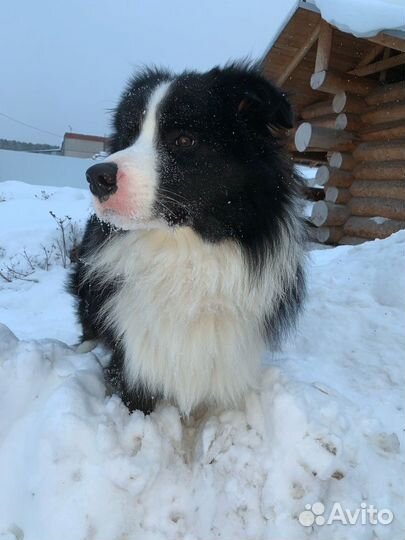 Бордер колли вязка