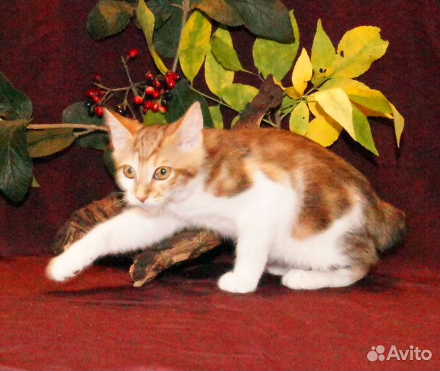 Золотая осень