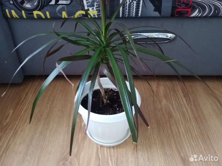 Драцена маргината