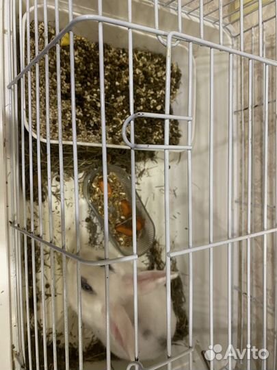 Декоративные кролики