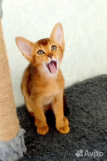 Абиссинские котята питомник