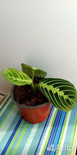 Маранта лимон лайм, сингониум Ангустатум