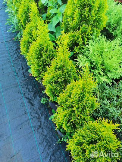 Хвойные и декоративные многолетники